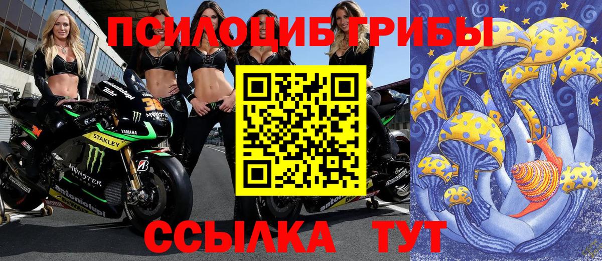 Псилоцибиновые грибы Psilocybe Моздок